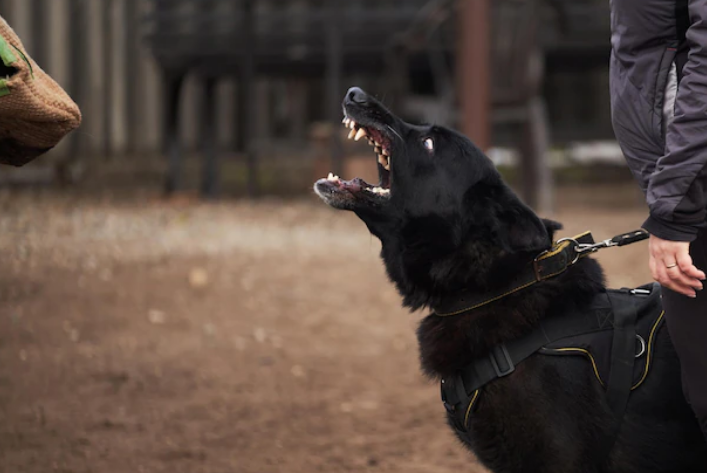 man holding a black growling dog