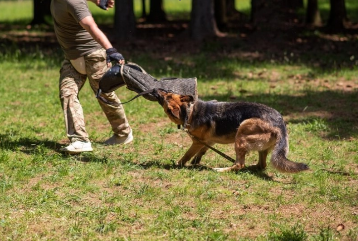 German shepherd biting a man's dog bite sleeve