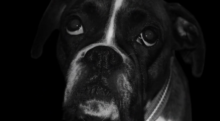 black and white sad boxer dog face close up