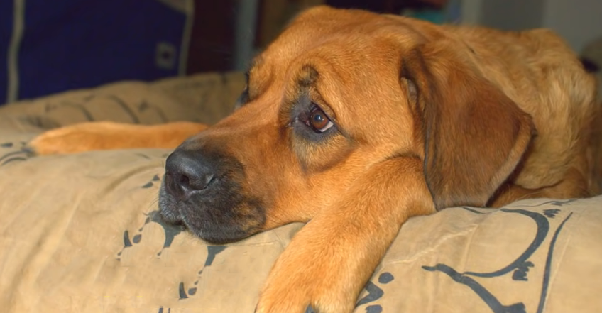 saint Weiler dog laying in a bed