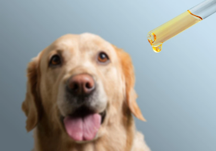 golden retriever watching a CBD oil dropper