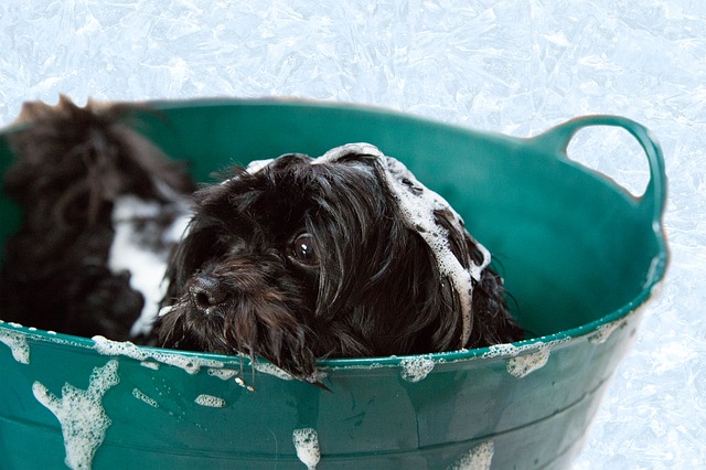 The Top 5 Puppy Shampoos of 2022