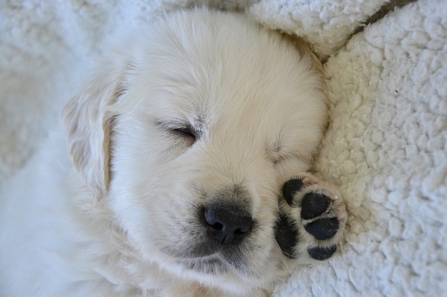 The Top 5 Puppy Pads for Training of 2022