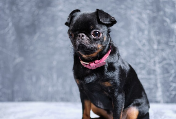 female Brussels griffon dog watching skeptically 