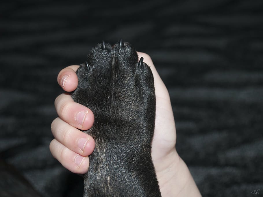 The Ultimate Guide to Puppy Nail Grinders vs. Clippers