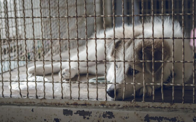 kintamani dog laying in a crate