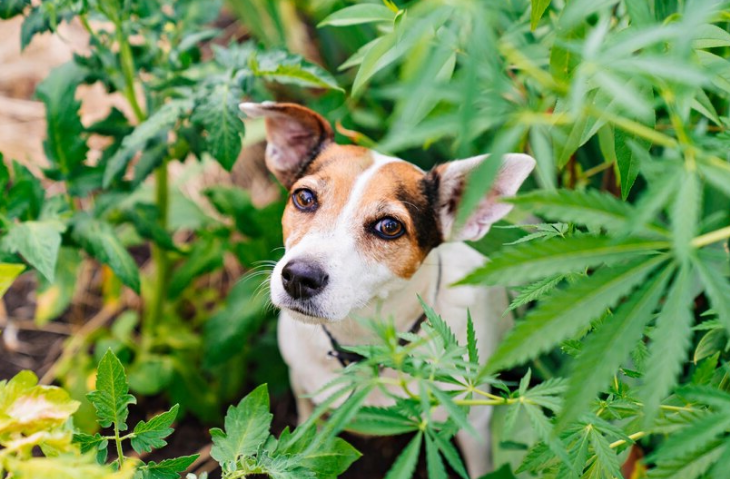 CBD for Dog Anxiety or Aggression: Does It Work? Read This Before