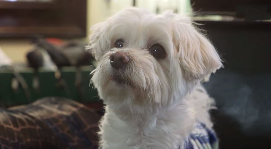 expectant white Maltese dog