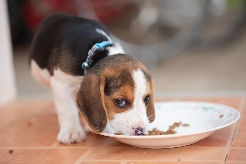 The Top Puppy Food Brands for Puppies With Sensitive Stomachs