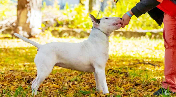 A white bull terrier taking food from owner's hands