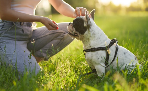 The Best and Healthiest Puppy Training Treats