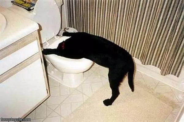 Long Night