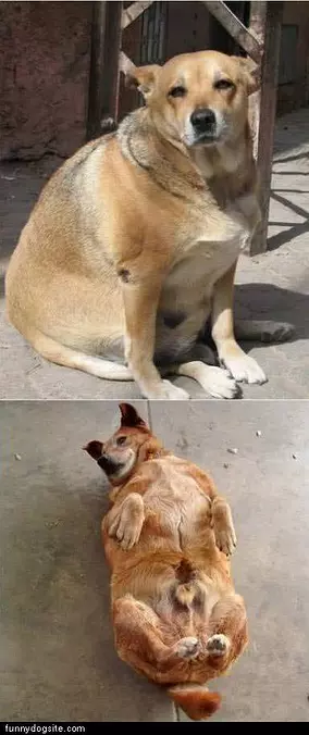 Fat Dog