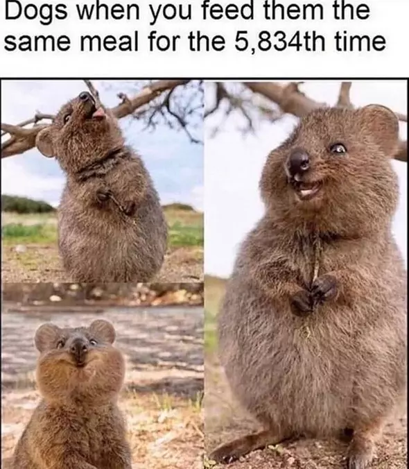 They Love It