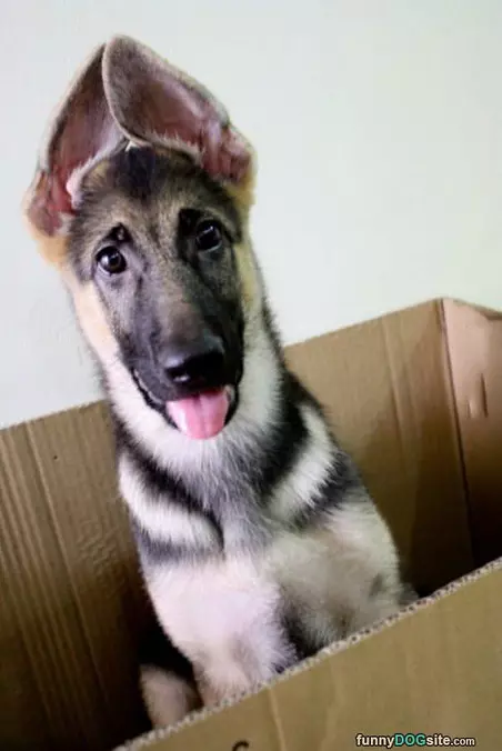 Cute Ears
