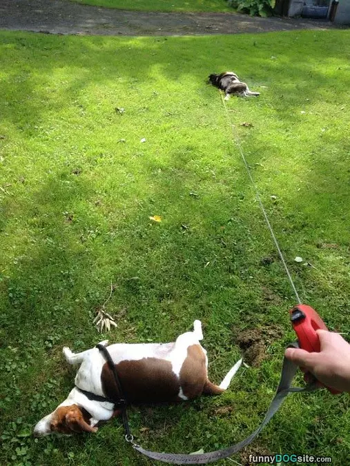 These Are Tired Dogs