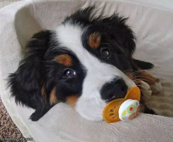 Little Baby