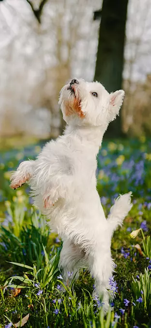 West Highland White Terrier