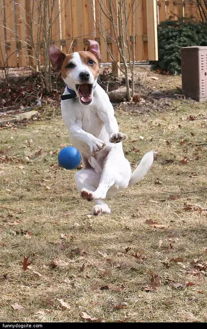 Hyper Jumping Dog
