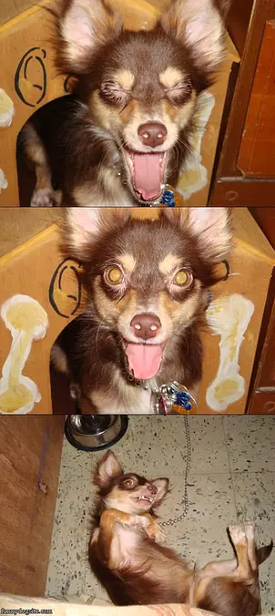 Fun-dog