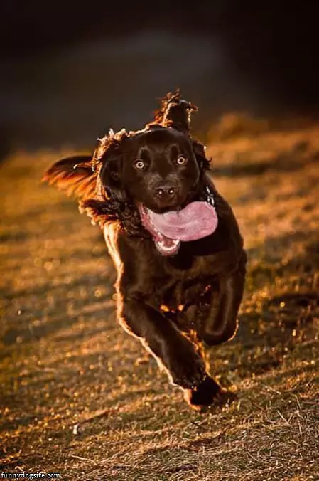 Running Free