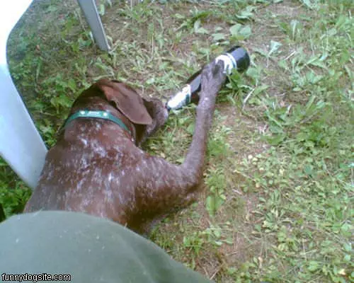 Hangover Dog
