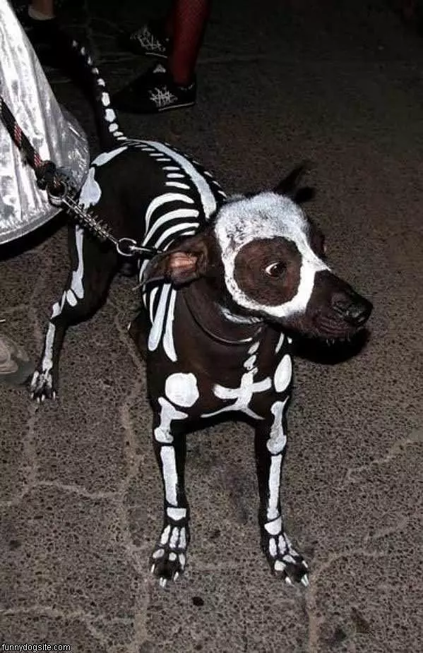 Halloween Skelaton Dog