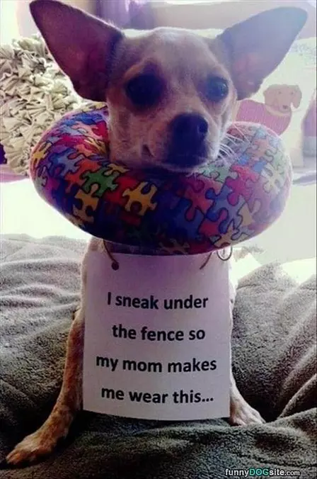 Sneak Under The Fence