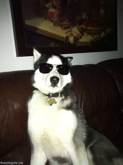 This Dog Is Cool