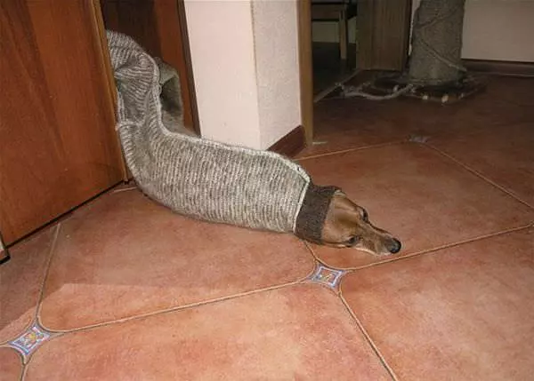 Snake Dog
