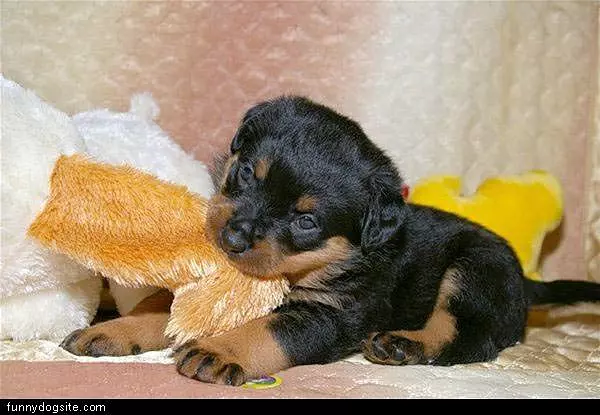 Puppy Biting