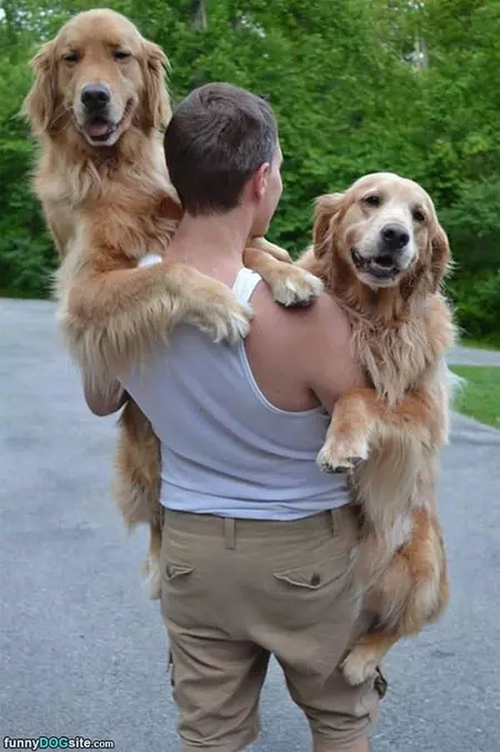 My Doggies