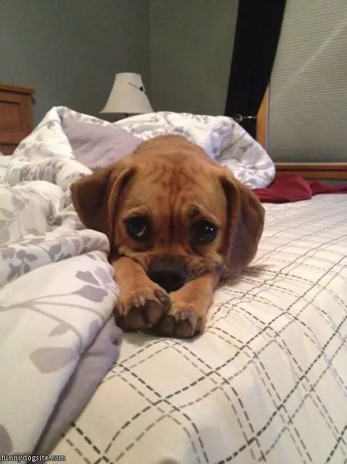 Chillin In Da Bed