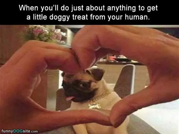 I Really Want A Treat