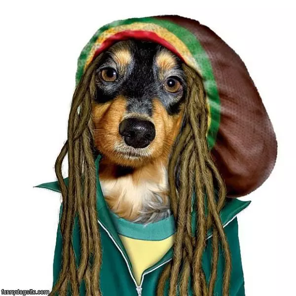 Rasta Dog