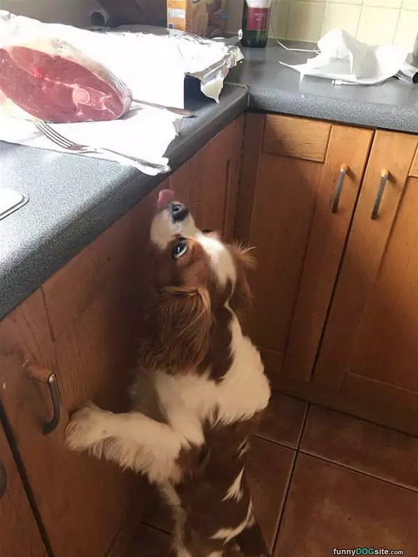 A Bite Please