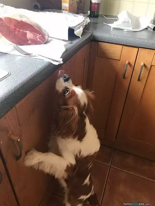 A Bite Please