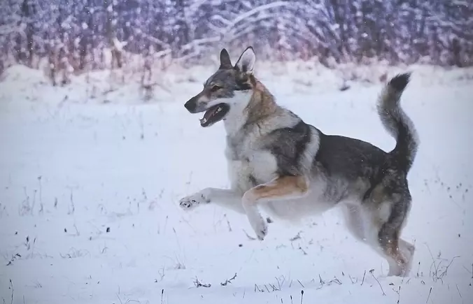 Czechoslovakian Vlcak playi...