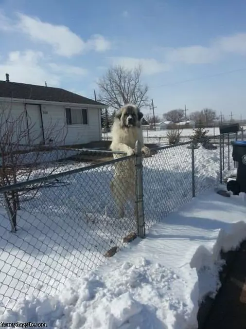 Wooof