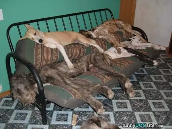 Quite The Dog Bed