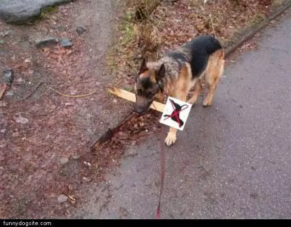 No Dogs Allowd