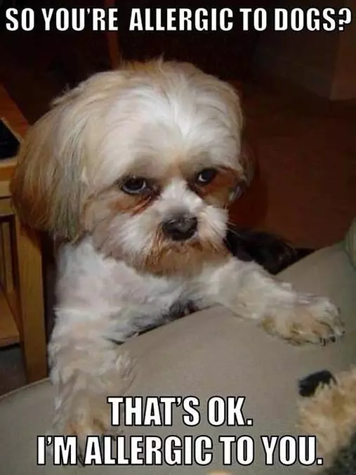Allergic To Dogs