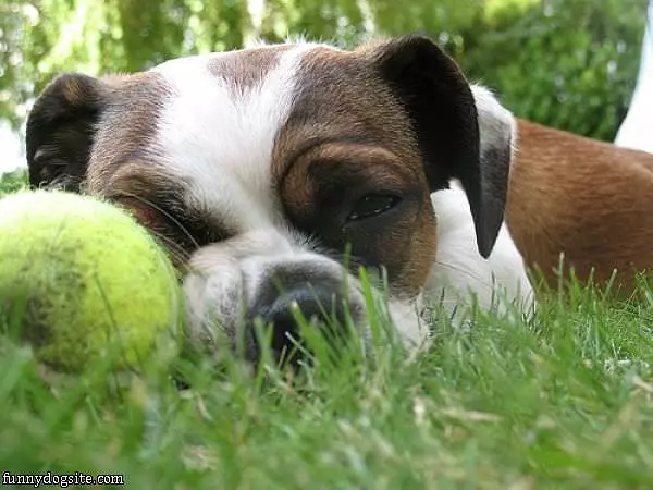 Asleep With My Ball