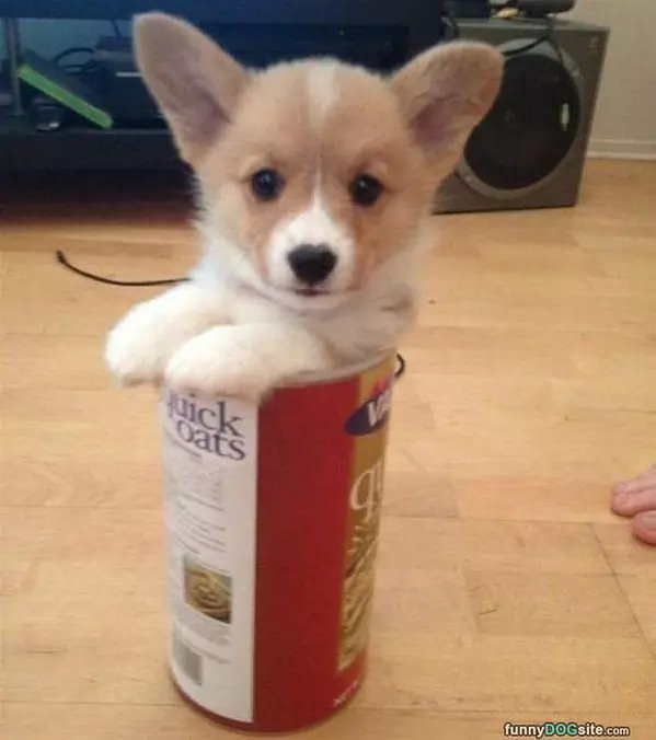 I Am A Pringle