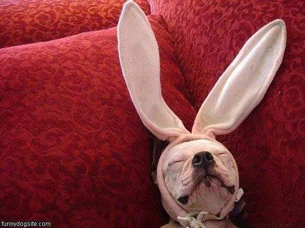 Nice Ears
