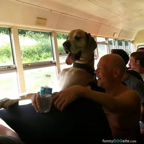 I Really Love Bus Rides