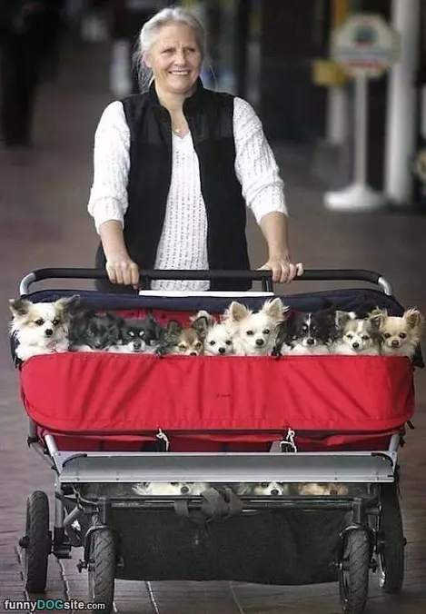 The Dog Lady