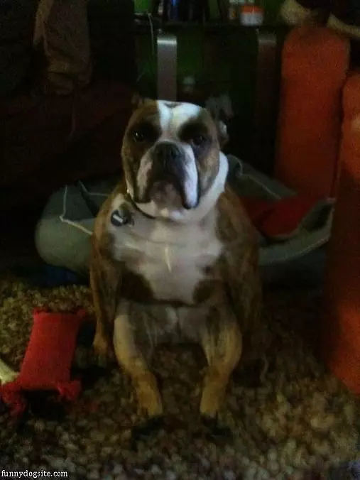 Bulldog Yoga