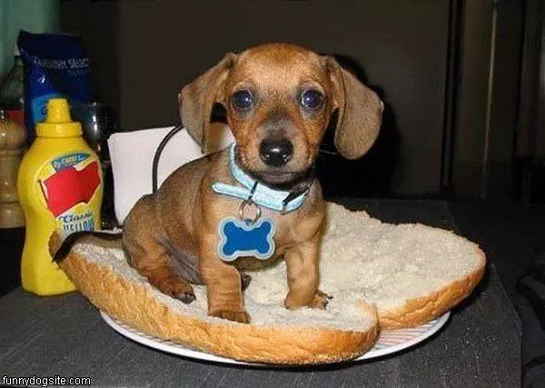 Hot Dog