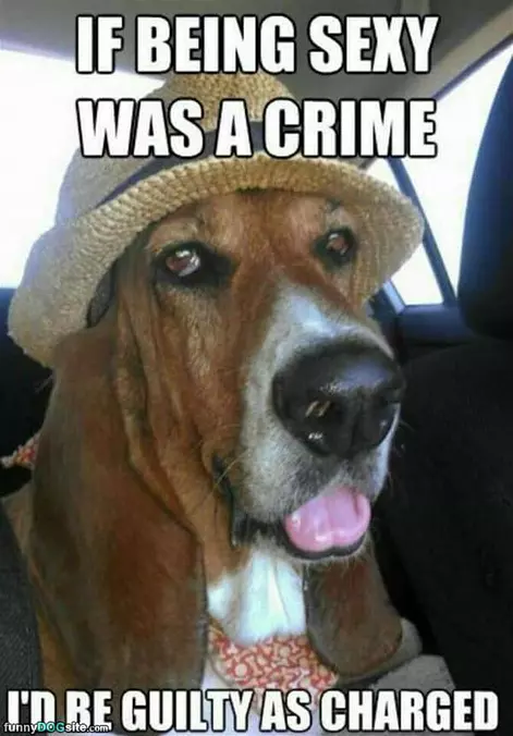 Guilty As Charged